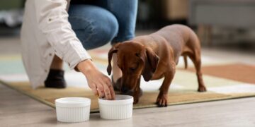 Médica veterinária dá dicas de alimentação saudável para pets