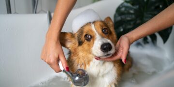 Pets também demandam cuidados em dias muito quentes