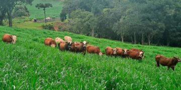 Dunamis: palatabilidade do capim é determinante para o ganho de peso do gado