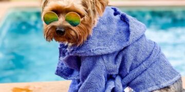E esté é o João cãofluencer desfrutando momentos relax no ofurô da Villa Ayê VGCOM - Divulgação Villa Ayê