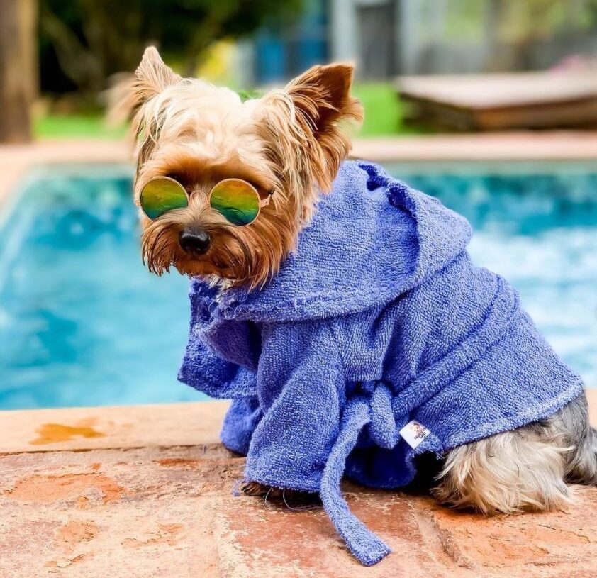 E esté é o João cãofluencer desfrutando momentos relax no ofurô da Villa Ayê VGCOM - Divulgação Villa Ayê