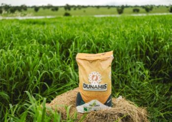 Capim brasileiro vira aposta contra a fome na África