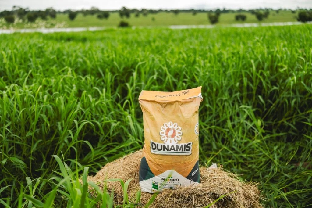 Capim brasileiro vira aposta contra a fome na África